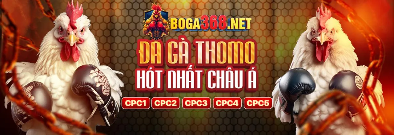 Sân đấu đá gà Thomo sôi động tại đá ga tho mo